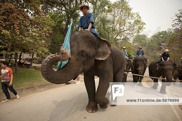 Elephant Conservation Center  Lampang  Thailand  Southeast Asia  Asia