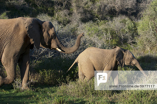 Elefant (Loxodonta Africana) und Young  Kariega Game Reserve  Südafrika  Afrika