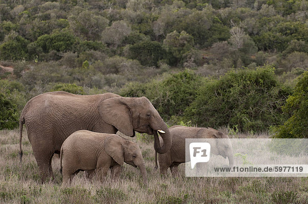 Elefant (Loxodonta Africana) und Young  Kariega Game Reserve  Südafrika  Afrika
