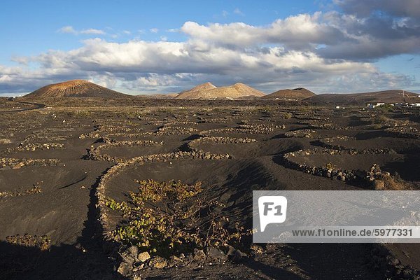Teilkreise Lava Gestein zum Schutz der Kulturen vor den starken Winden in der rauen vulkanischen Landschaft der Nationalpark Timanfaya  Lanzarote  Kanarische Inseln  Spanien  Atlantik  Europa