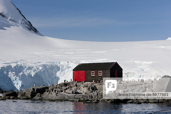 Pinguin-Kolonie  German Research Station  Port Lockroy  Antarktische Halbinsel  Antarktis  Polarregionen
