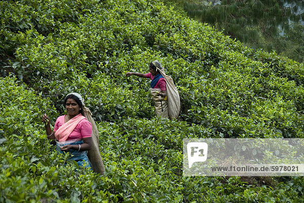 Tee-Plantagen  Nuwara Eliya  Hill Country  Sri Lanka  Asien