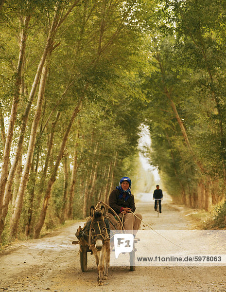 Woman riding donkey cart on a tree-lined road  with bicycle in distance  Dunhuang  Qinghai Province  China  Asia