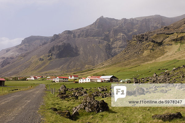 Isländische Schafe Hof Südküste Island Polarregionen