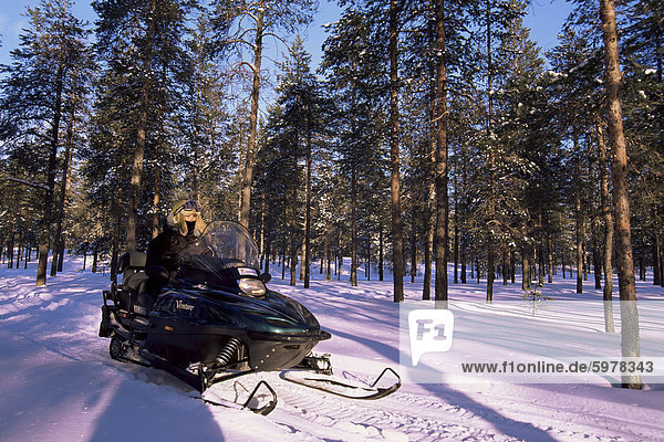 Woman driving snowmobile near Lulea  Lapland  Sweden  Scandinavia  Europe