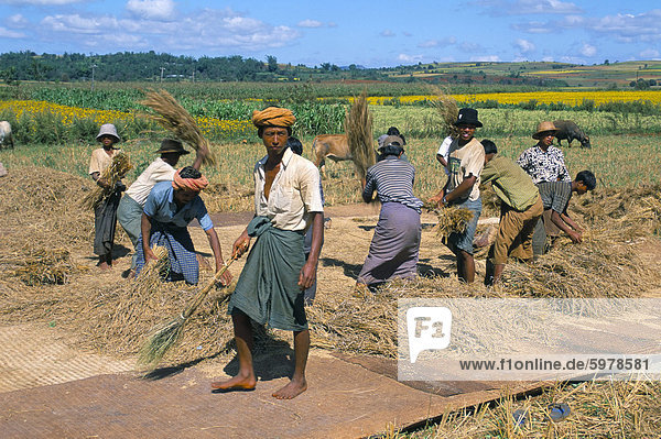 Farm workers  road to Pindaya  Shan State  Myanmar (Burma)  Asia