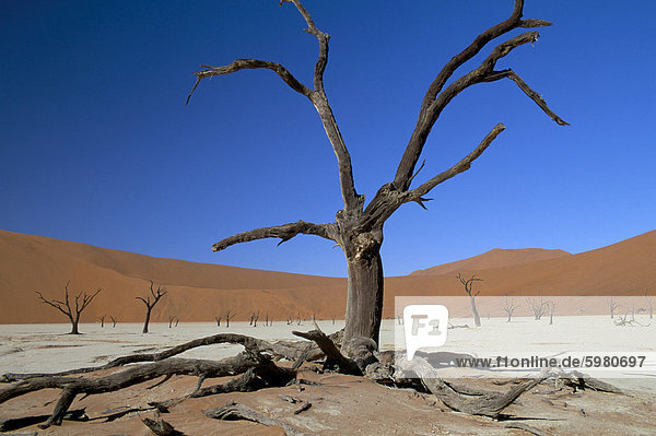 Namibia Namib Namib Naukluft Nationalpark Afrika Dead Vlei