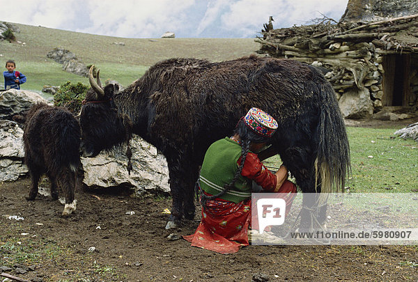 Eine Frau in einem gestickten Hut Melken der Jak-Kuh  Yash-Pert Sommer-Tagebuch im Bereich Hunza  Pakistan  Asien