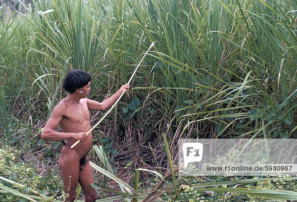 Yanomami Indianer sammeln Reed für Pfeile  Brasilien  Südamerika