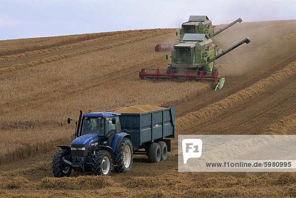Ford tractor  Claas combine  wheat harvesting  Wiltshire  England  United Kingdom  Europe