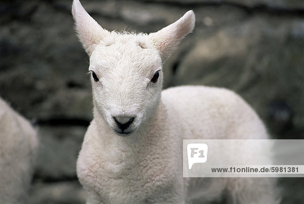 Lamm  in der Nähe von Broadford  Isle Of Skye  Hochlandregion  Schottland  Vereinigtes Königreich  Europa