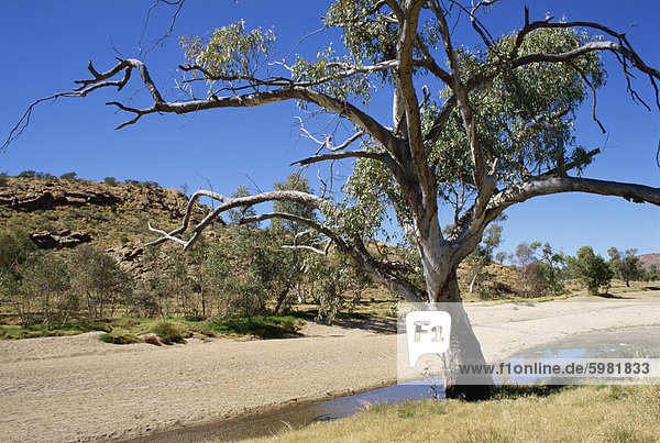 Trockene Bett von Todd River  Alice Springs  Northern Territory  Australien  Pazifik