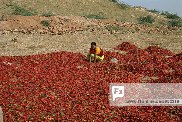 Chilischoten,  Rajasthan,  Indien,  Asien