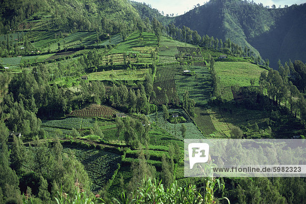 Landschaft in Mount Bromo Region  Java  Indonesien  Südostasien  Asien
