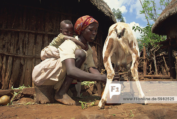 Mutter mit Baby auf dem Rücken Melken Ziege  Harar  Äthiopien  Afrika