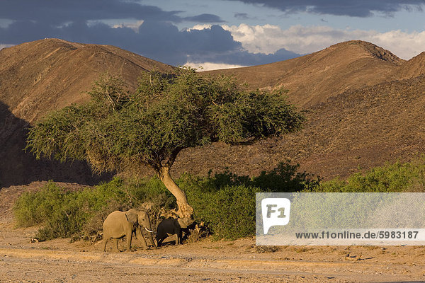 Wüste lebende Elefanten (Loxodonta Africana Africana) im trockenen Flussbett  Namibia  Afrika