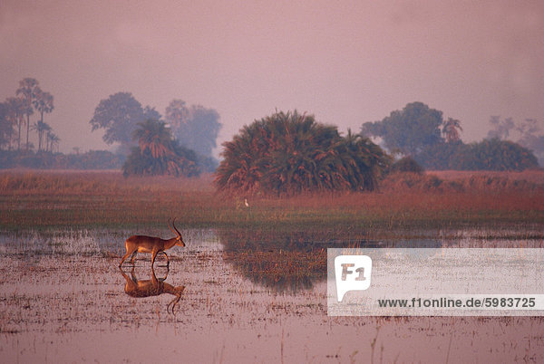 Tranquil scene of a single red lechwe (Kobus lechwe) walking and reflected in water in the evening  misty landscape beyond  Okavango Delta  Botswana  Africa