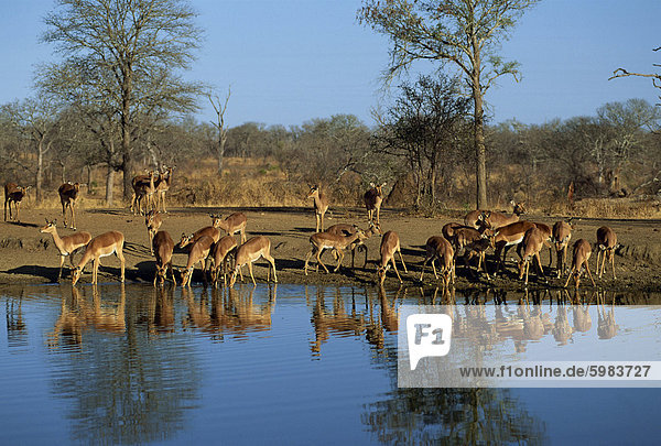 Tranquil scene of a group of impala (Aepyceros melampus) drinking and reflected in the water of water hole  Kruger National Park  South Africa  Africa