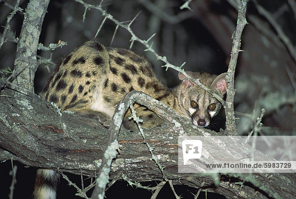 Close-up of a single small spotted genet (Genetta genetta) in a thorn tree  Kruger National Park  South Africa  Africa
