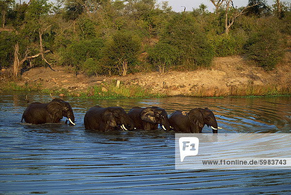 Small group of African elephants in water  Kruger National Park  South Africa  Africa