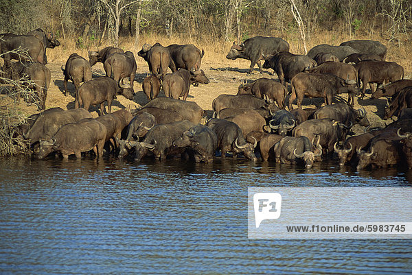 A herd of Cape buffalo (Syncerus caffer) drinking at a water hole  Kruger National Park  South Africa  Africa