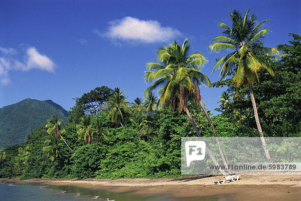 Palm gesäumten Strand  Dominica  Westindische Inseln  Karibik  Mittelamerika