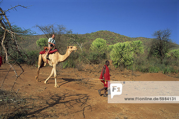 Camel safari  Laikipia  Kenya  East Africa  Africa
