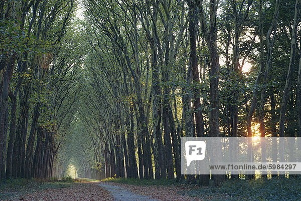 Allee der Bäume mit Sonne niedrig am Himmel hinter  bei Versailles  Ile-de-France  Frankreich  Europa