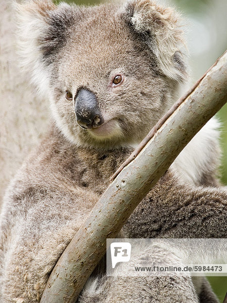 Koala  Ottway National Park  Victoria  Australien  Pazifik
