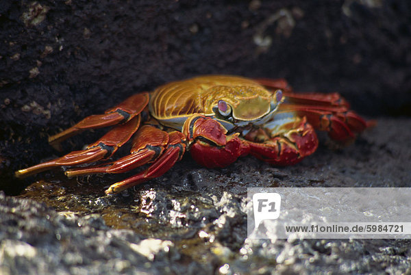 Close-up of Sally Lightfoot crab  Santa Cruz Island  Galapagos Islands  Ecuador  South America