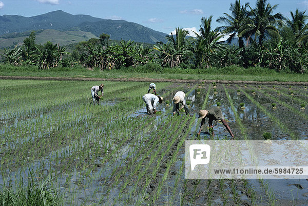 Männer in Feldern Pflanzen Reis in Nord-Luzon  Philippinen  Asien