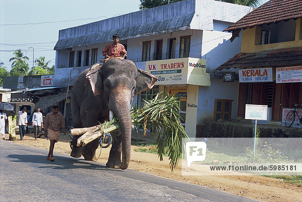 Elephant walking down the road  Kerala state  India  Asia