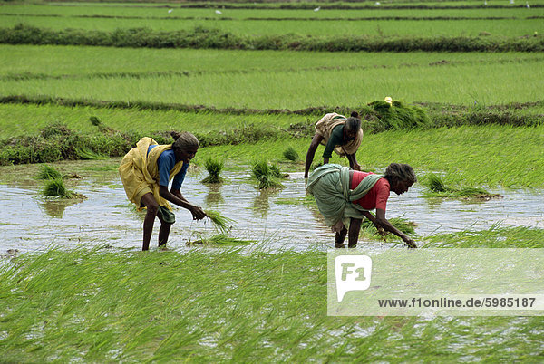 Anbau von Reis  Kerala Zustand  Indien  Asien