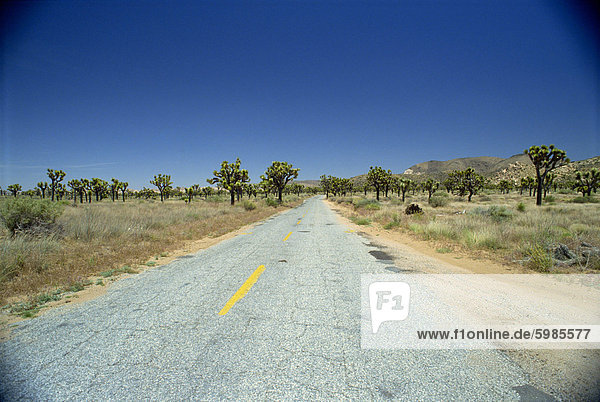 Joshua Tree National Monument California United States of America North America