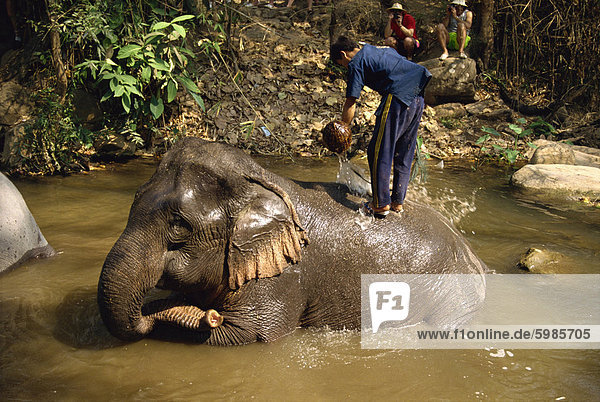 Mahout waschen Elefant  Elephant Camp in der Nähe von Chiang Mai  Thailand  Südostasien  Asien