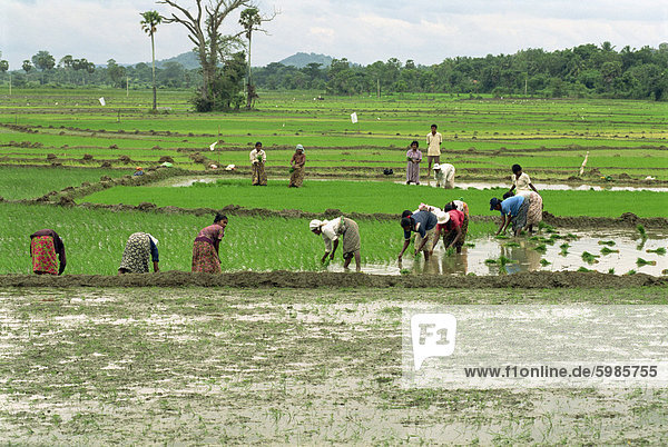 Abstand von Reis  Sri Lanka  Asien