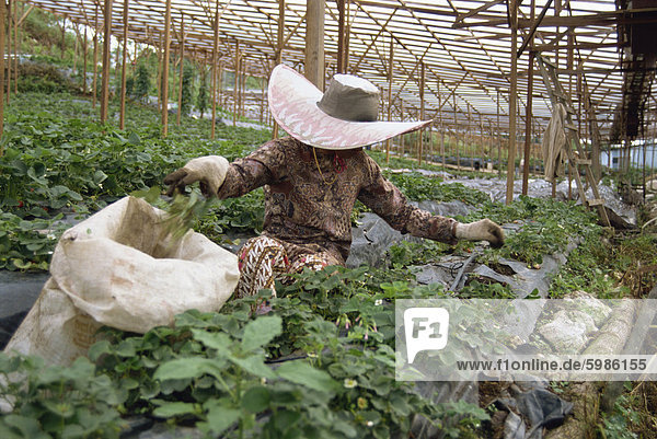 Erdbeere wächst  Cameron Highlands  Malaysia  Südostasien  Asien