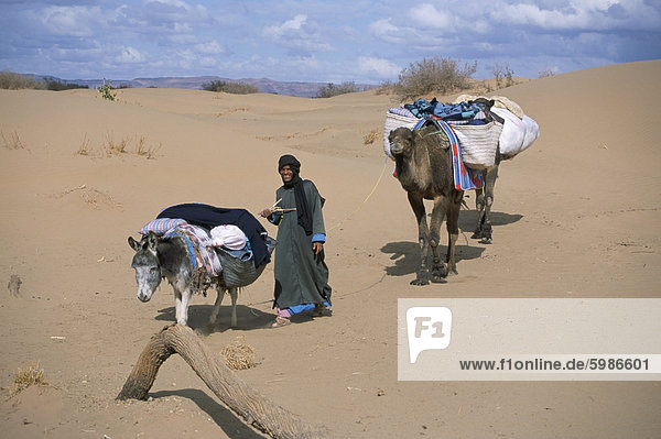 Kamel Mann führende Esel und zwei Kamele auf Wüste Trek  Draa-Tal  Marokko  Nordafrika  Afrika