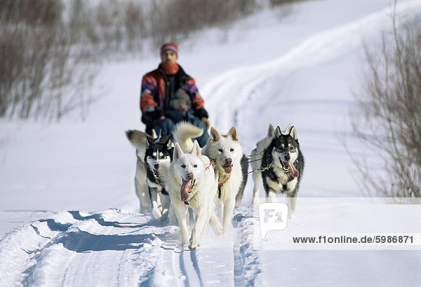 Dog sleigh  province of Quebec  Canada  North America