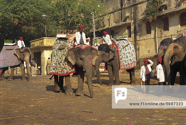 Elephant transport for tourists  Amber Palace  near Jaipur  Rajasthan state  India  Asia