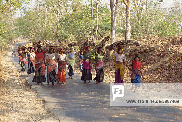 Women collecting firewood near Dhariyawad  Rajasthan state  India  Asia