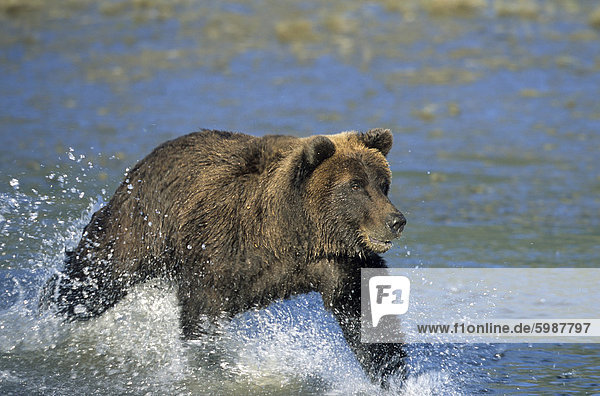 Küsten Brauner Bär  Ursus Arctos  Lake Clark National Park  Alaska  Vereinigte Staaten von Amerika  Nordamerika