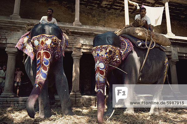 Die Maharadschas Elefanten  Varanasi  Uttar Pradesh Zustand  Indien  Asien