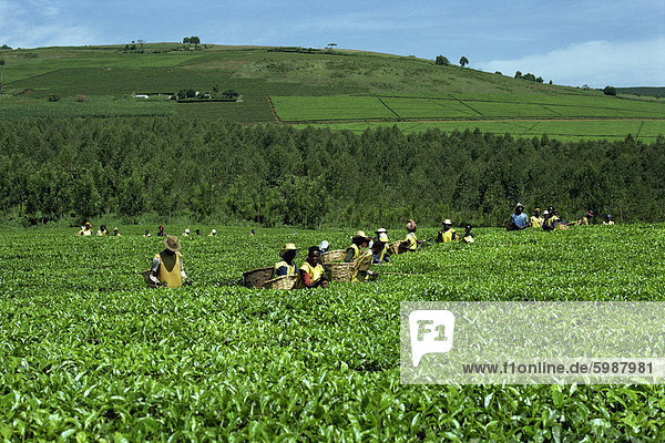 Tee pflücken  Sotik  Kenia  Ostafrika  Afrika