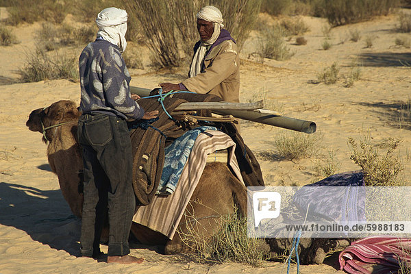 Berber guides loading camel  Sahara Desert near Douz  Tunisia  North Africa  Africa