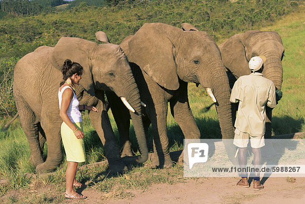 Elefanten  Knysna Park  Südafrika  Afrika