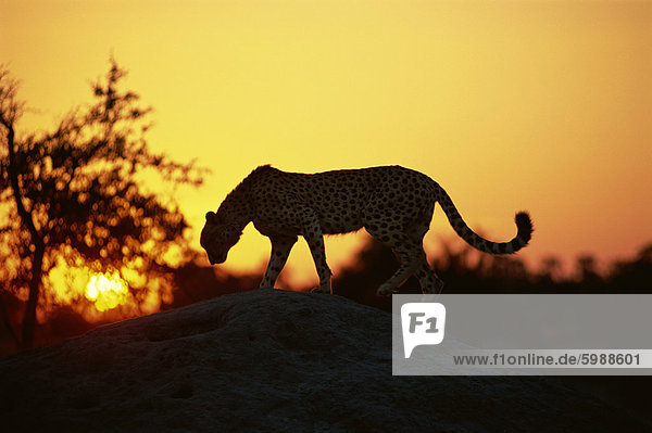 Cheetah (Acinonyx jubatus)  Okavango Delta  Botswana  Africa
