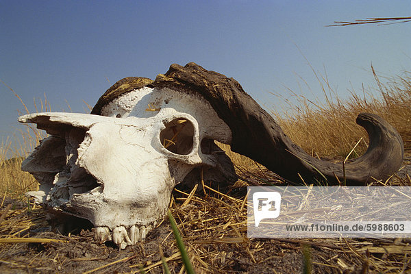 Skull of Cape buffalo (Syncerus caffer)  Kruger National Park  South Africa  Africa