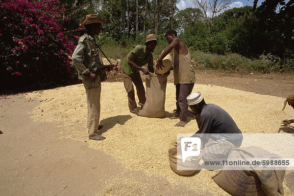 Schütze schützen lokal angebauten Mais  Merka  Somalia  Afrika