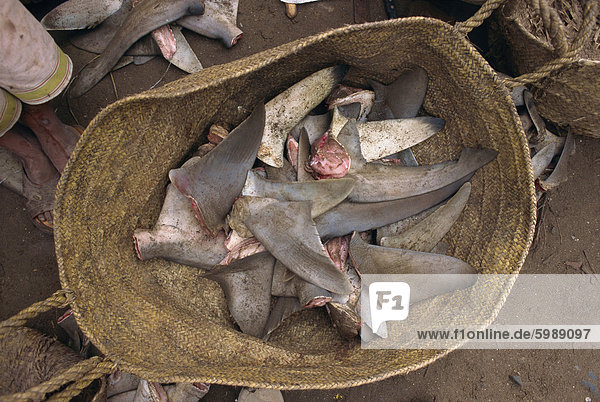 Nahaufnahme eines Korbs von Hai Flossen für den Export zu den osteuropäischen Märkten  das Fleisch wird lokal im Hafen von Hodeïda  Jemen  Nahen Osten gegessen
